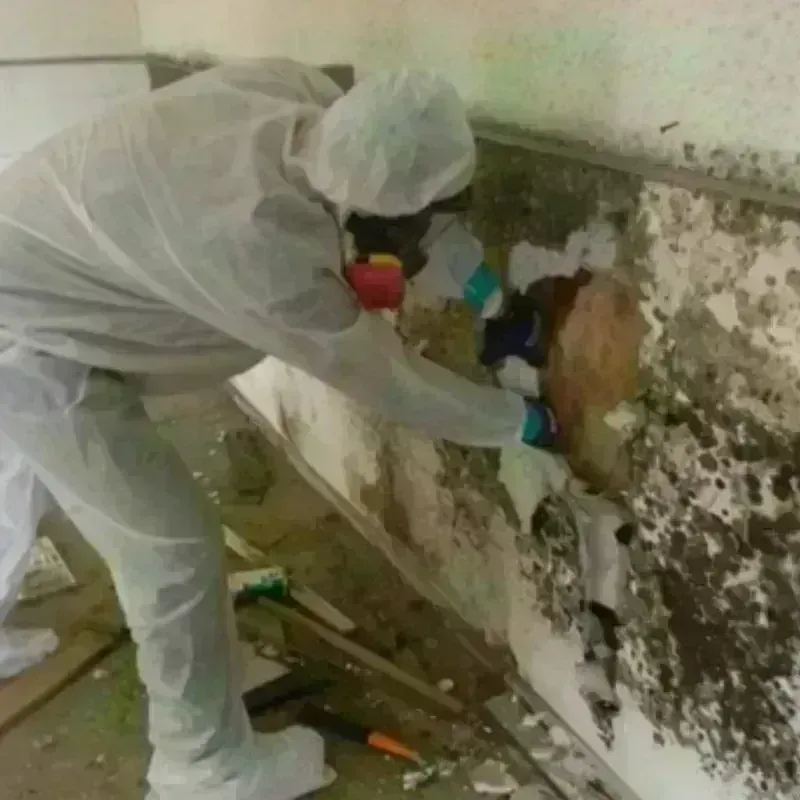 Mold Remediation and Removal in Colorado City, AZ